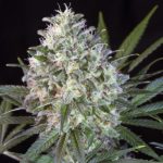 La Wappa by Paradise Seeds
