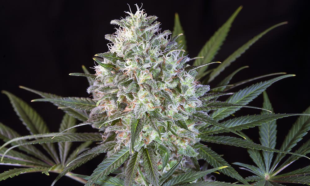 La Wappa de Paradise Seeds