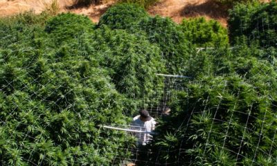 Appellations d'origine pour le cannabis Californien