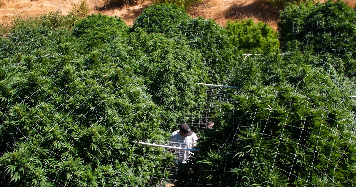 Appellations d'origine pour le cannabis Californien