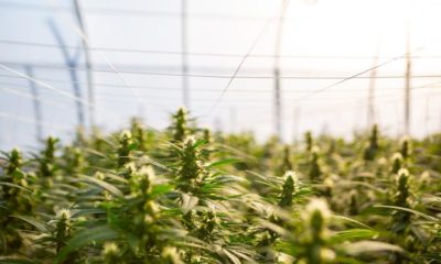 Cannabis médical en Argentine