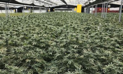 Cannabis médical en Suisse