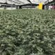 Cannabis médical en Suisse