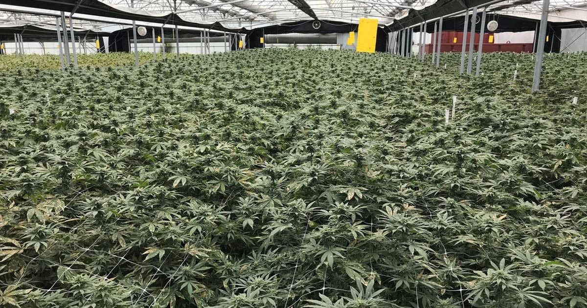 Cannabis médical en Suisse