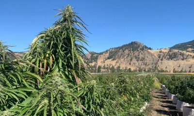 Plus grande récolte de cannabis