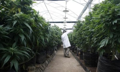 Annonce de la légalisation du cannabis en Israël