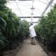 Annonce de la légalisation du cannabis en Israël