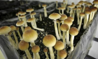 Champignons hallucinogènes et dépression