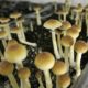 Champignons hallucinogènes et dépression