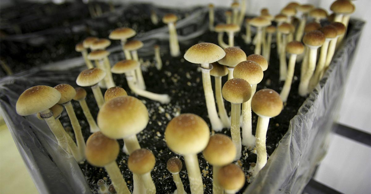 Champignons hallucinogènes et dépression