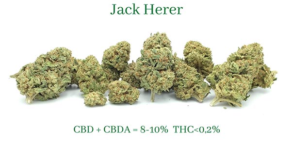 La Jack Herer de CBD Bicyclette