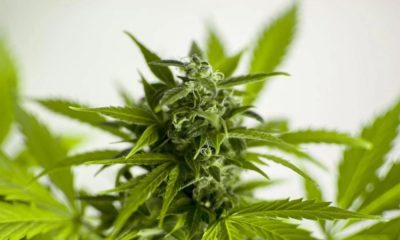Thäilande retire le cannabis des Stupéfiants