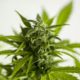 Thäilande retire le cannabis des Stupéfiants