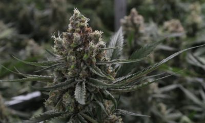 Recherche sur le cannabis
