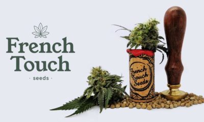 French Touch Seeds