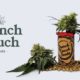 French Touch Seeds