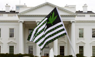 Marée verte de légalisation du cannabis aux Etats-Unis