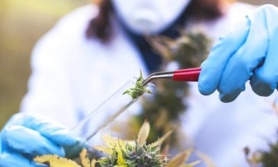 Recherche sur le cannabis en 2020