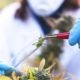 Recherche sur le cannabis en 2020