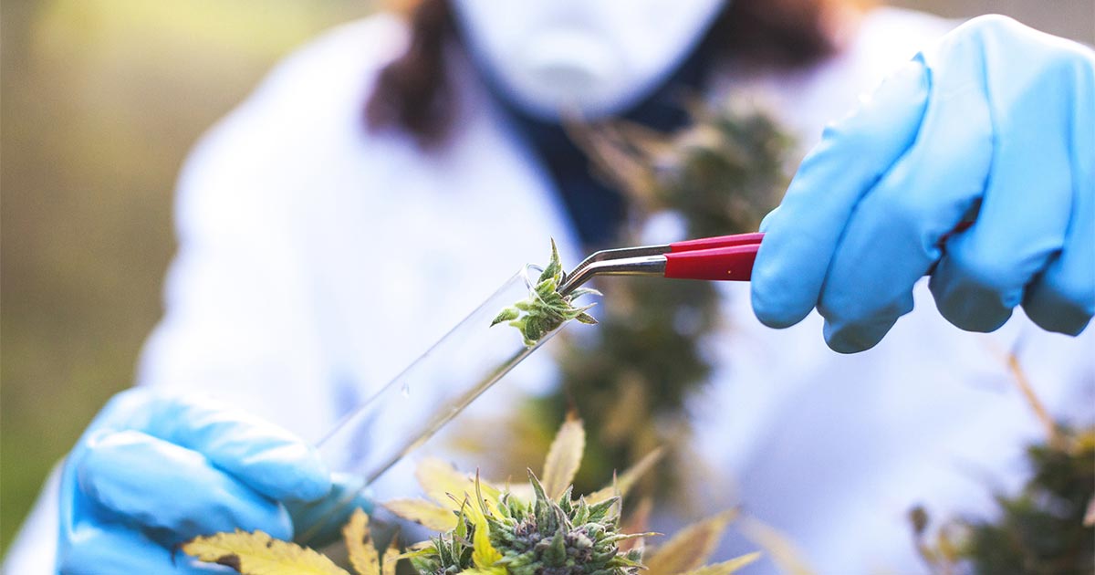 Recherche sur le cannabis en 2020