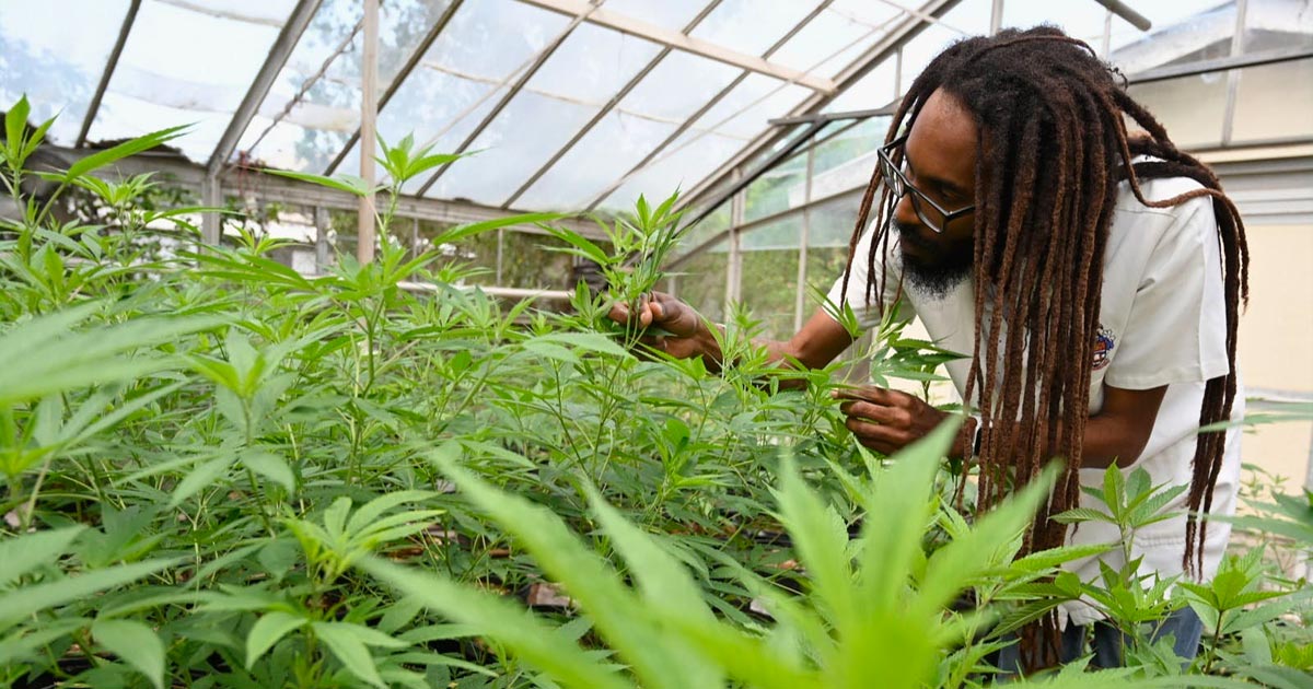 Cannabis en Jamaïque