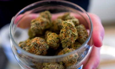 Etude sur la légalisation du cannabis aux Etats-Unis