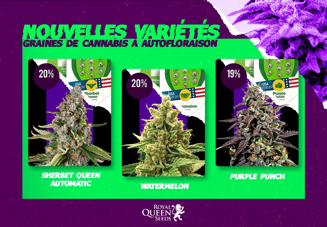 Variétés cannabis autofloraison Royal Queen Seeds