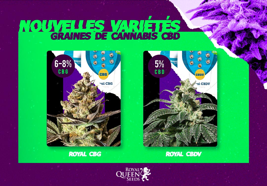 Variétés cannabis CBD Royal Queen Seeds