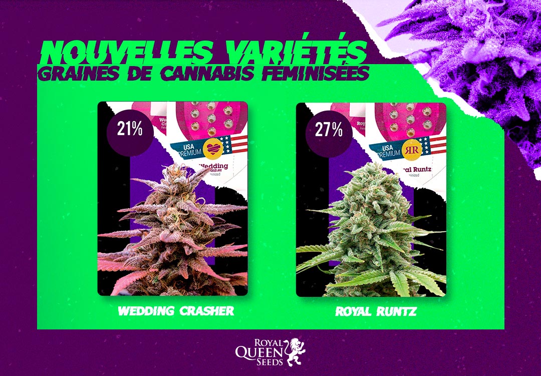 Variétés cannabis féminisées Royal Queen Seeds