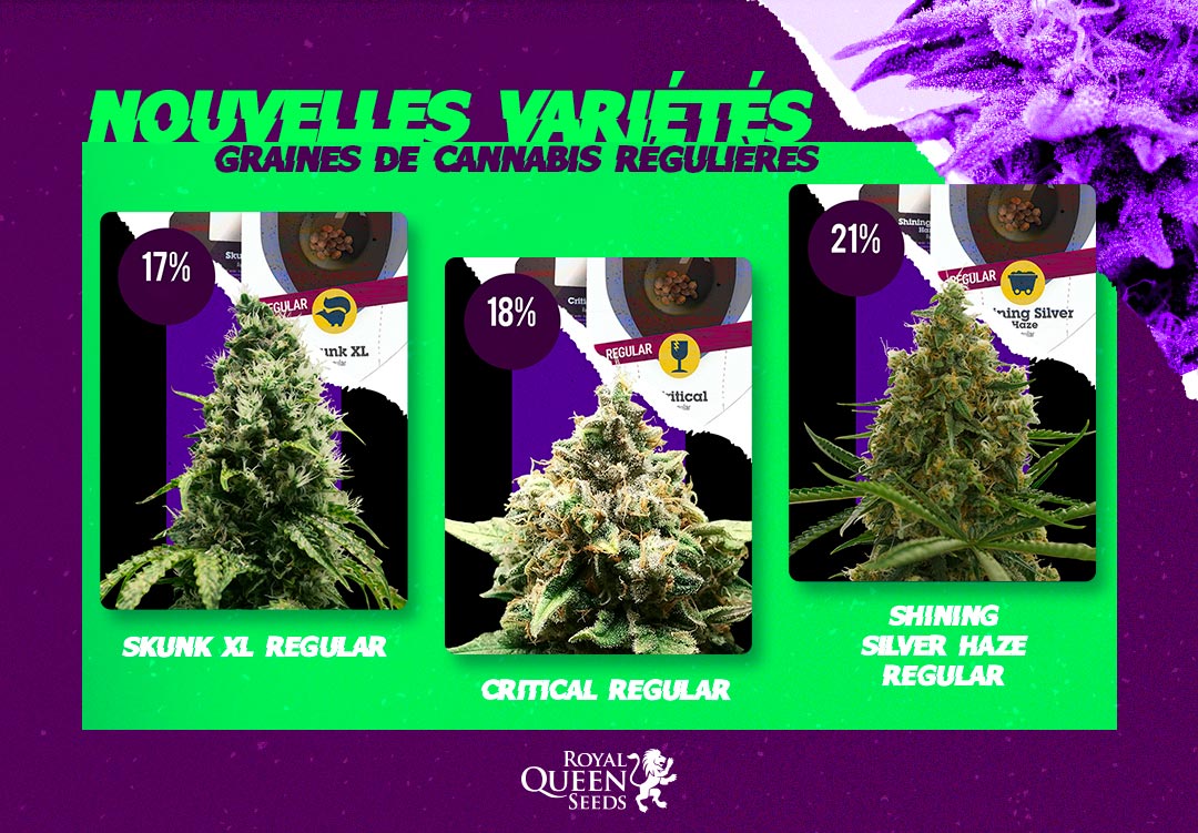 Variétés cannabis régulières Royal Queen Seeds