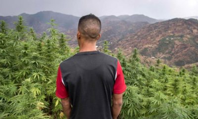 Légalisation du cannabis au Maroc