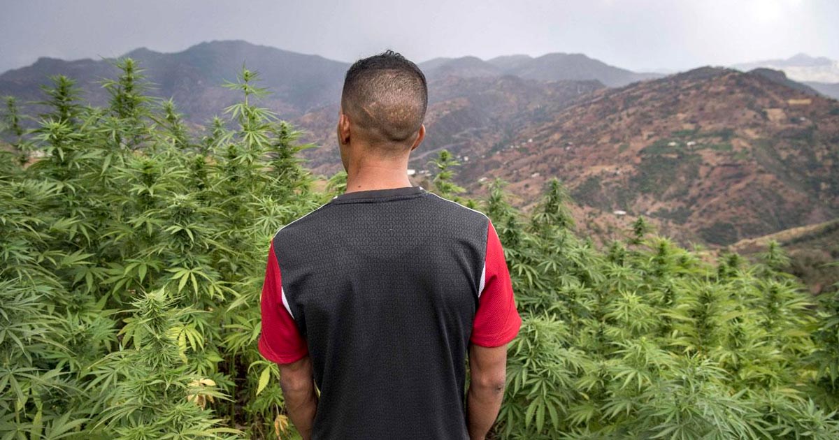 Légalisation du cannabis au Maroc