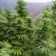 Cannabis médical au Maroc