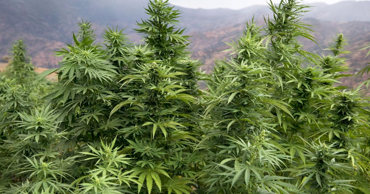 Cannabis médical au Maroc