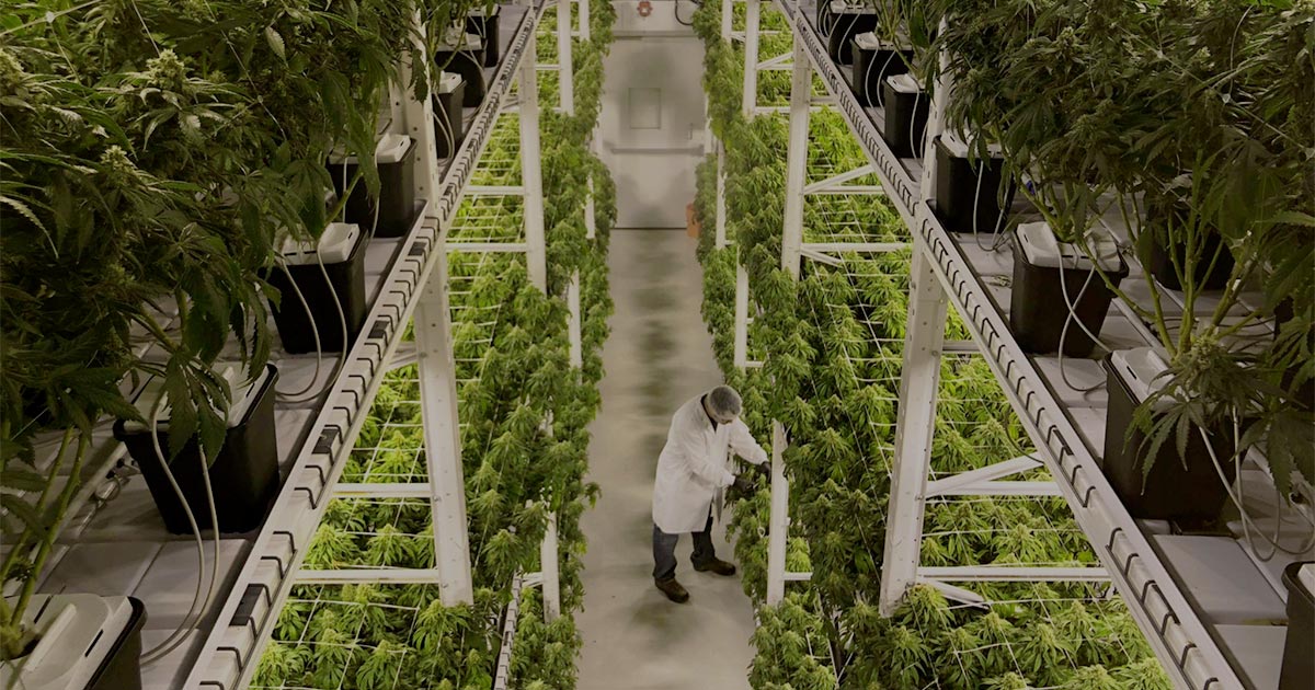 Production cannabis en intérieur
