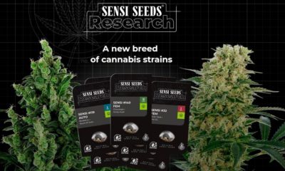 Sensi Seeds et graines en Allemagne