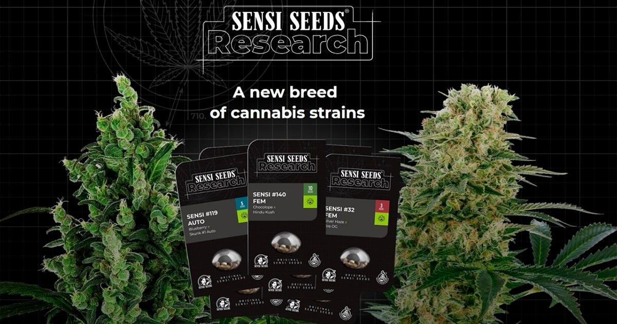 Sensi Seeds et graines en Allemagne