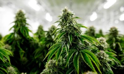 Autoculture de cannabis au Québec