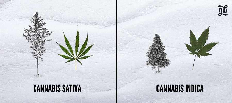 Différences entre indica et sativa