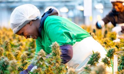 Cannabis médical au Lesotho