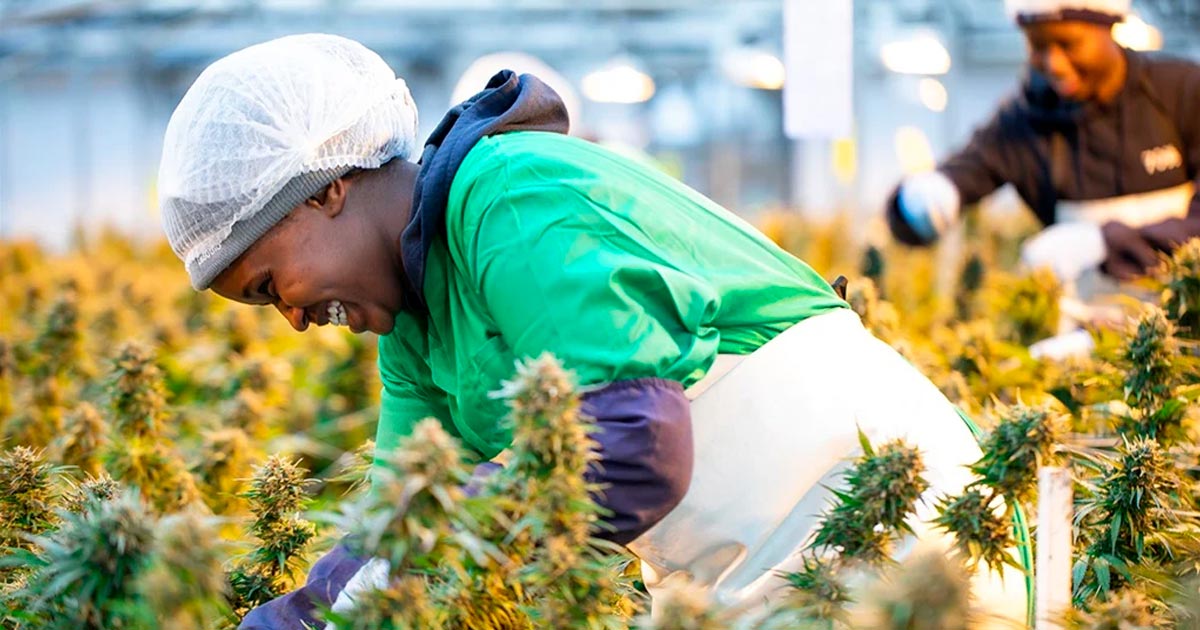 Cannabis médical au Lesotho