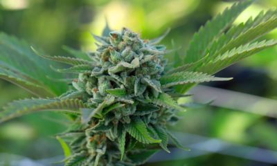 Régulation du cannabis au Montana