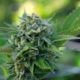 Régulation du cannabis au Montana