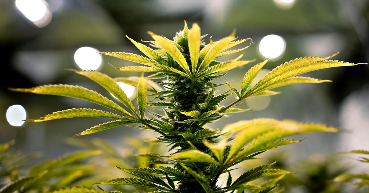 Sondage sur la légalisation du cannabis aux Etats-Unis