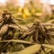 Rapport sur la légalisation du cannabis en France