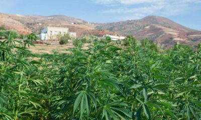 Cannabis médical au Maroc