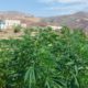 Cannabis médical au Maroc