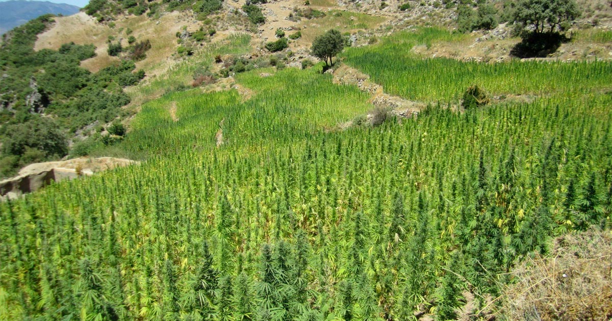 Légalisation du cannabis médical au Maroc