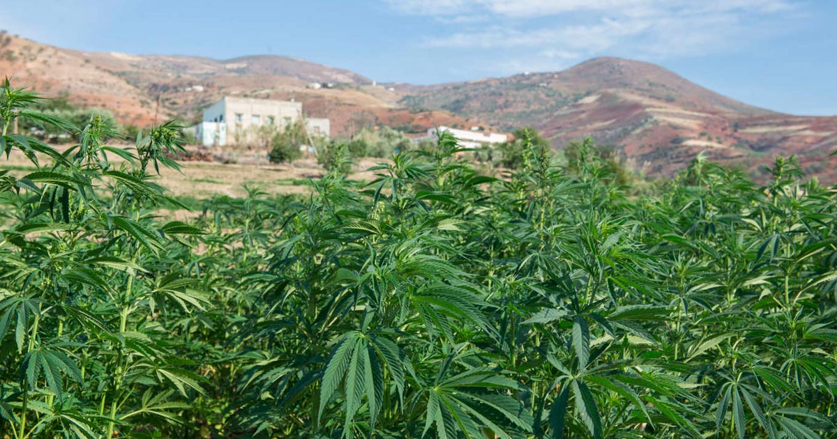 Cannabis médical au Maroc