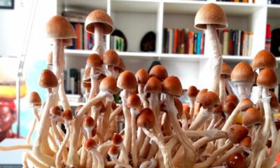 Champignons hallucinogènes